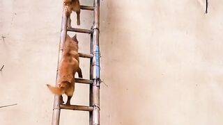 Intelligent Puppy success in your mission
