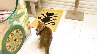 Funny cat vedio