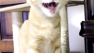 Funny videos from Tik Tok