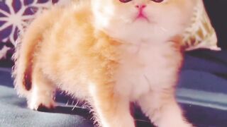 Cute and Funny Cat Viral Video