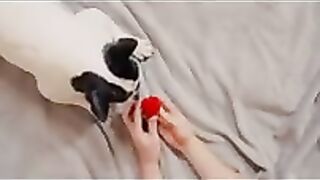 Man shows his dog a wedding