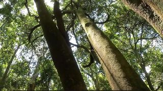 life in the jungle