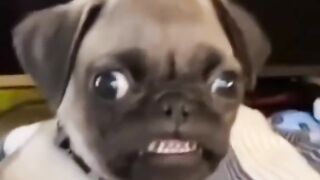 Funny Dogs and Cats