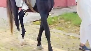 horse Riding