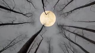 Beautiful natural video