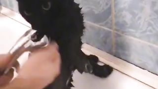 THE CAT SPEAKS NORMALLY.