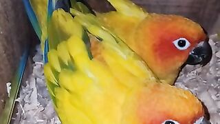 Parrot
