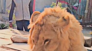 LION ATTACK