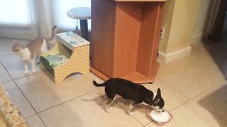 Funny Cat Video