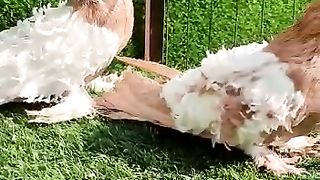 pigeon video