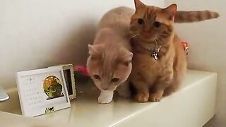 Funny Cats Video|Two Cats Video|Funny Cat Reaction - Best Of The 2023 Funny Cat Videos - TRY NOT TO LAUGH!