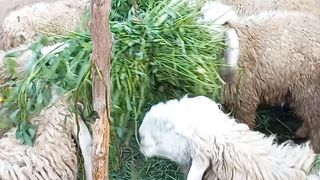 Dumbay Lamb Meat Slice available for Sale 2023
