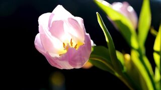 Tulip????flower and blossom????