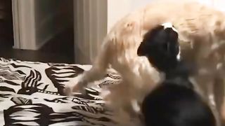 Funny animal