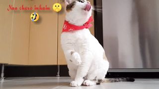 Funy cat