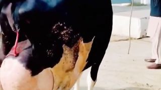100 litter milking cow | Most Beautiful cow