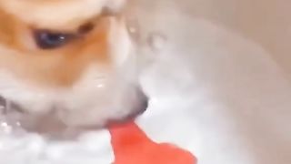 What is that, what is that.