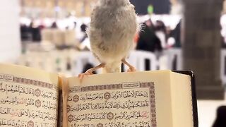 Islamic Video Makkah