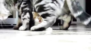 The Best funny playing cats |Try not to laugh |