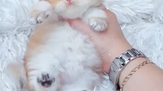 Cute kittens|| funny kittens