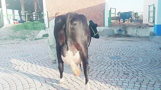 Top Class Cow|Imported Friesian cow