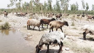 Animal sheeping ram