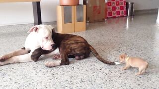 Dogs video