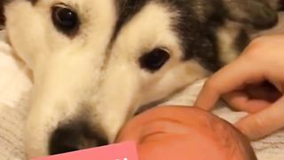 Dog love for baby || cute baby & dog