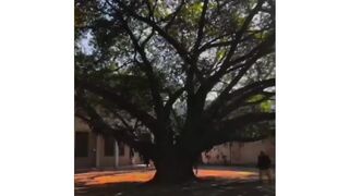 Punjab university