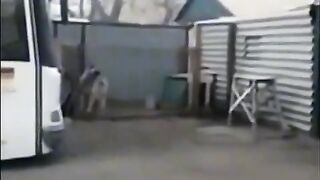 dog dance.