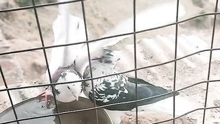 Pigeons fight