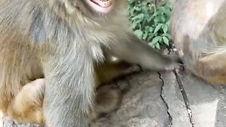 Funny video ???????? monkey funny video for man ????????