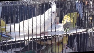 hyderabad birds market | exotic birds market