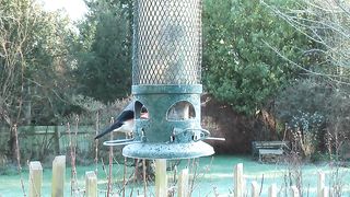 Garden birds butifull video
