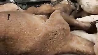 accident in Saudi Arabia