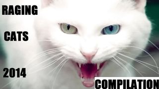 Angry Cat Compilation