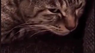 cute funny cat signing song very funny