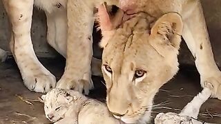 Lion cube