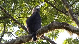 Mother Leopard Climbed Tree To Save Her Cub, Eagle Received Tragic End When It Touched Baby Leopard