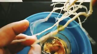 Unique skills.how to grow apple tree from apple leaves.