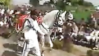 Horse Dance
