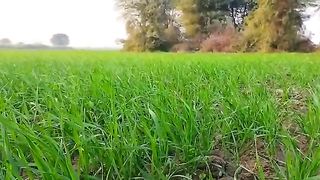 Vilige said Video