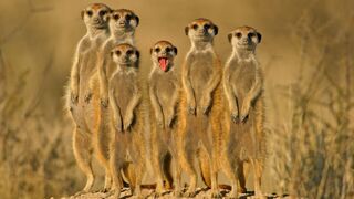 Funny video Animal 2023 BEST FUNNY VIDEO 2023