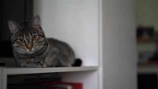 CUTE CAT SEE NEW PERSON