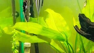 Marble Angel Fish