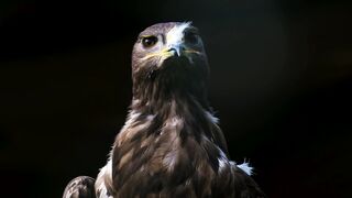 Eagle