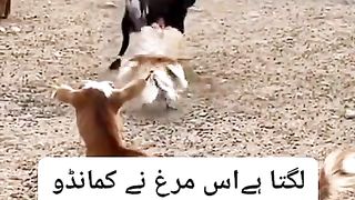 funny video