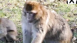 10 amazing facts about animals ????