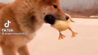 Dog n ducks