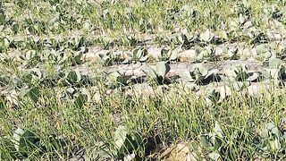 Vegetables farming by new methods